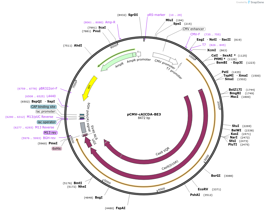 113422-plasmid-map-sequence-id-217430