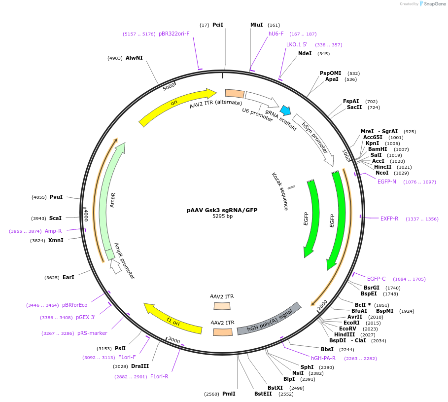 112733-plasmid-map-sequence-id-217431