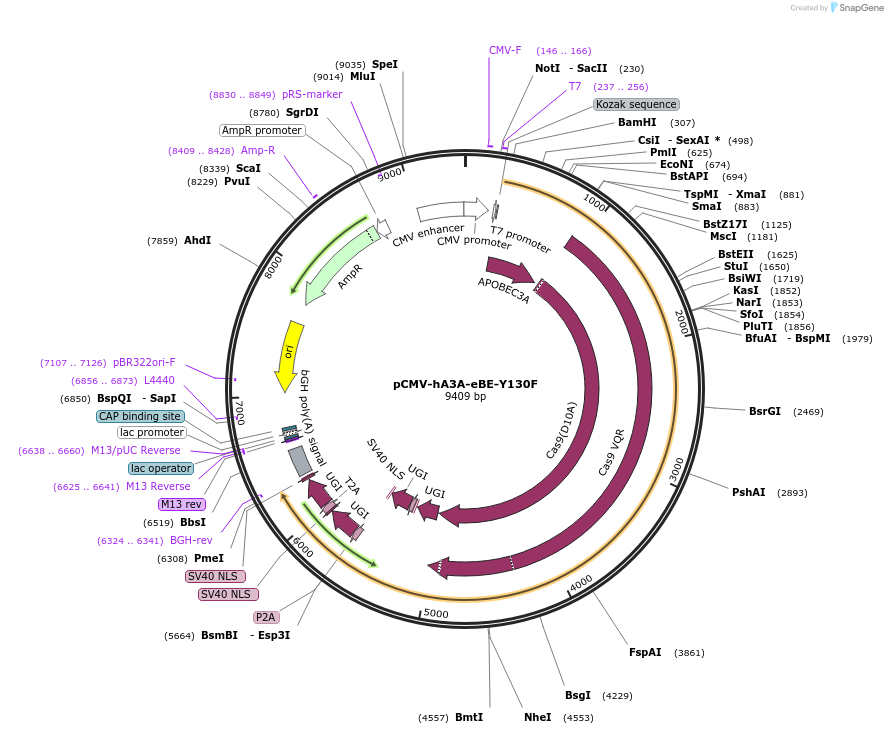 113423-plasmid-map-sequence-id-217432