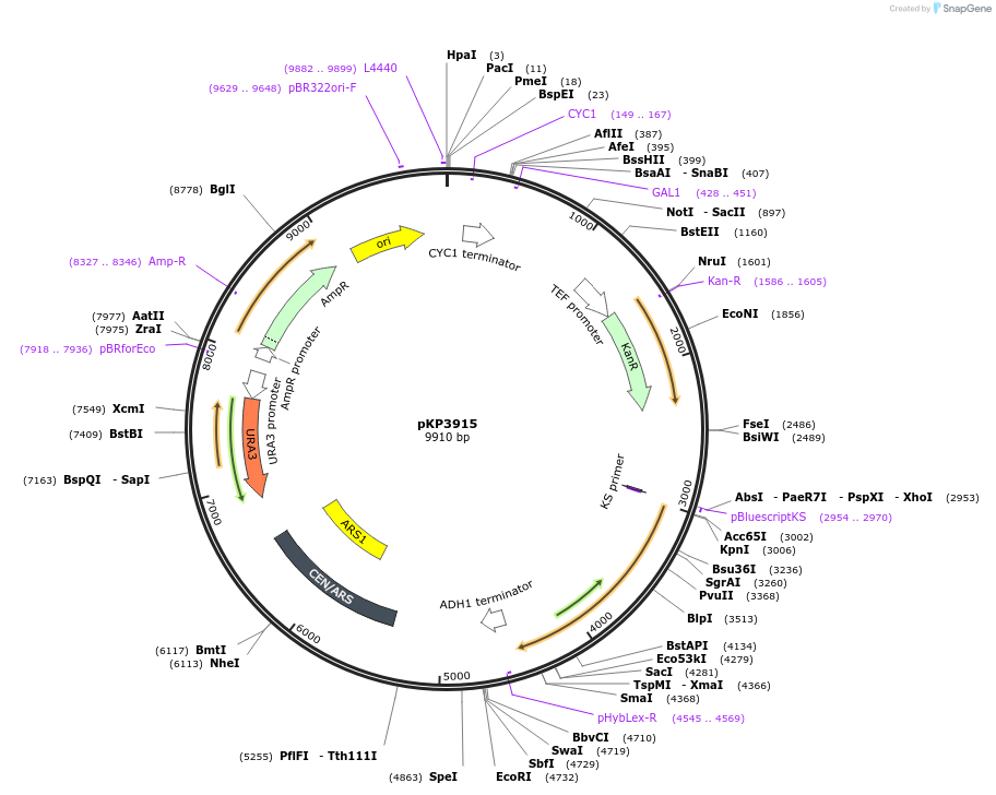 113335-plasmid-map-sequence-id-217438