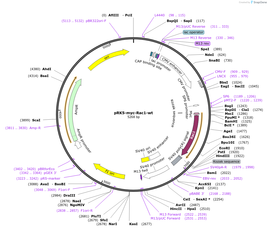 12985-plasmid-map-sequence-id-217442