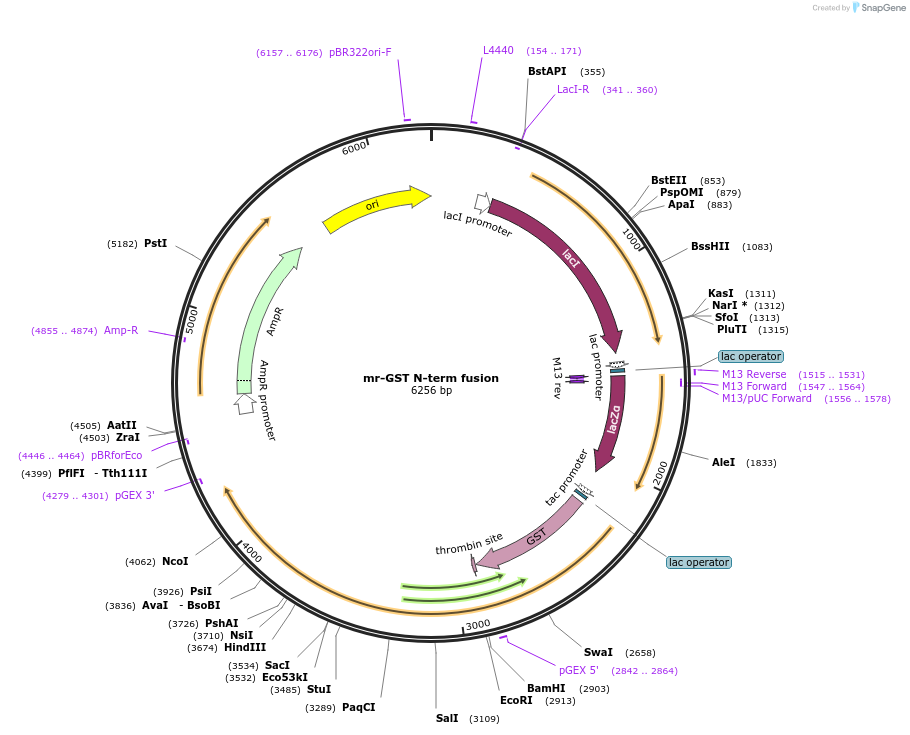 112983-plasmid-map-sequence-id-217464