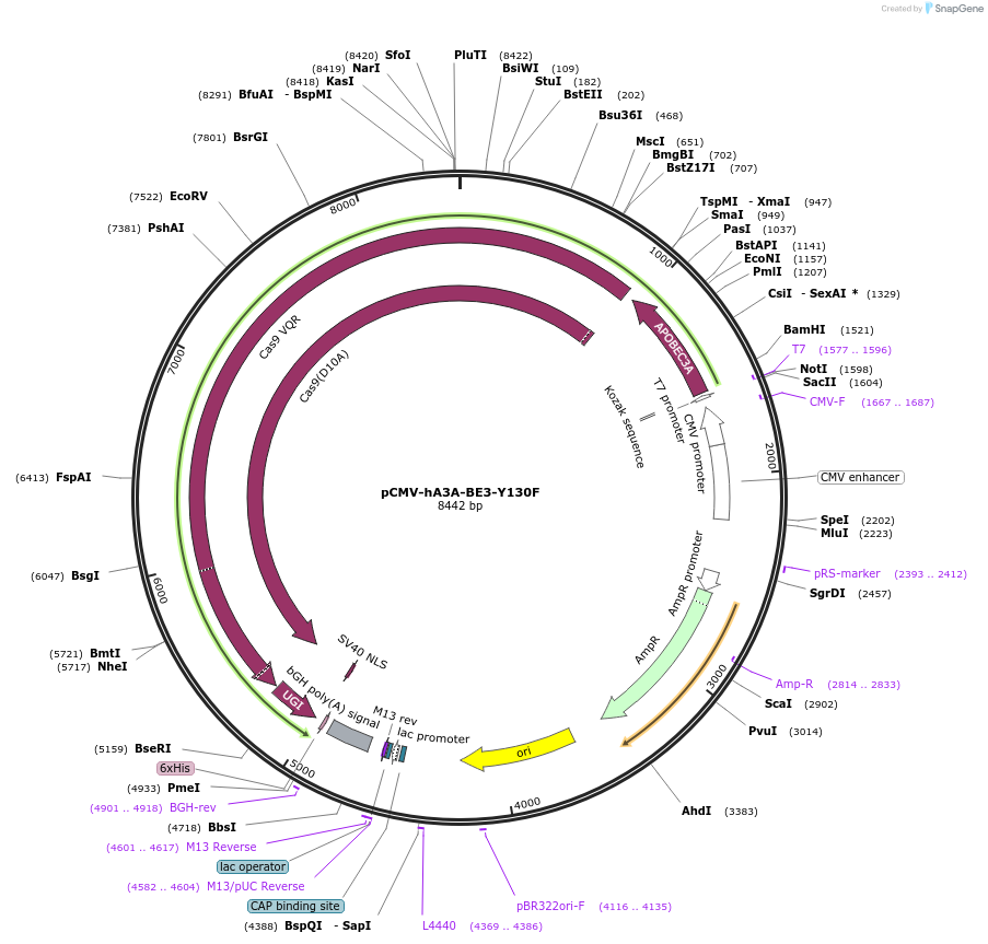 113428-plasmid-map-sequence-id-217473