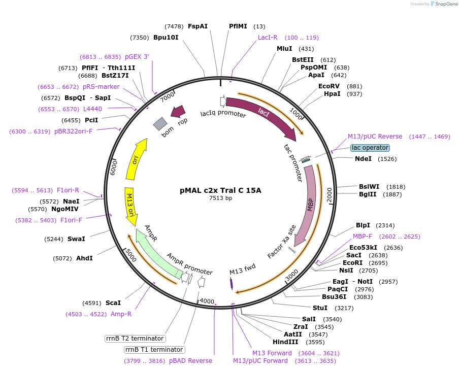 113007-plasmid-map-sequence-id-217486