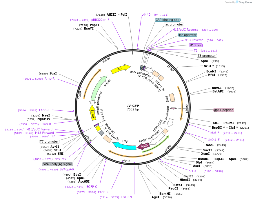 25998-plasmid-map-sequence-id-217492