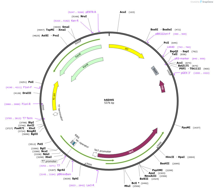 113046-plasmid-map-sequence-id-217505