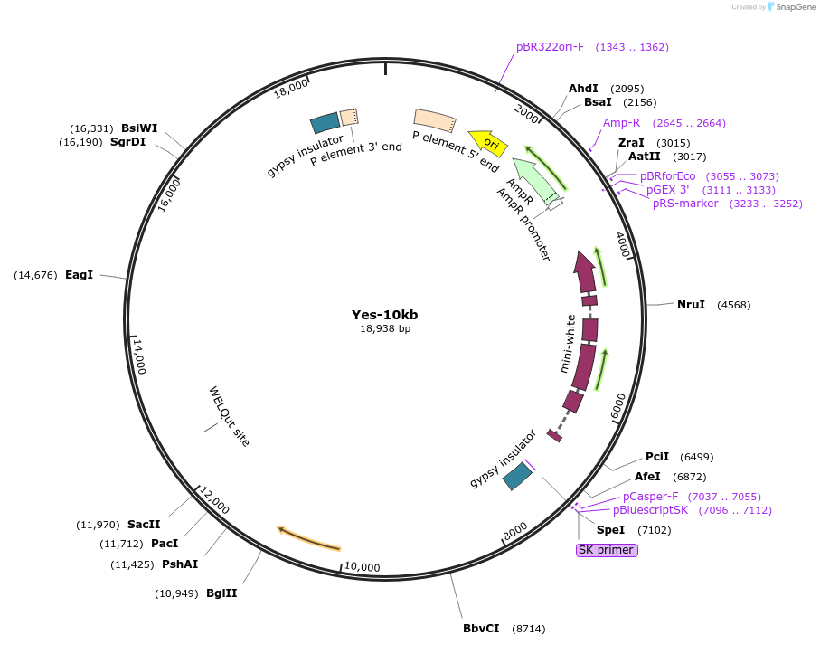 112996-plasmid-map-sequence-id-217508