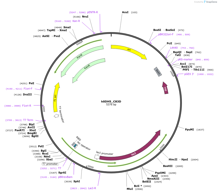 113048-plasmid-map-sequence-id-217511