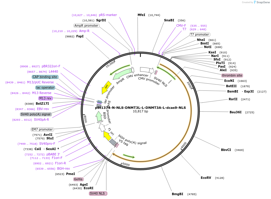 112210-plasmid-map-sequence-id-217557