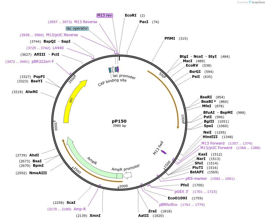 113201-plasmid-map-sequence-id-217569