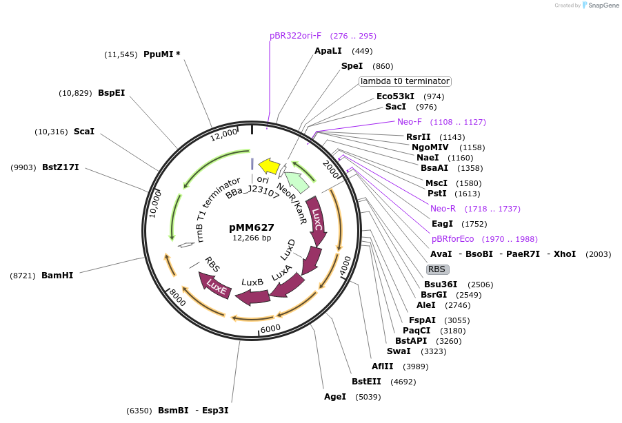 112532-plasmid-map-sequence-id-217573