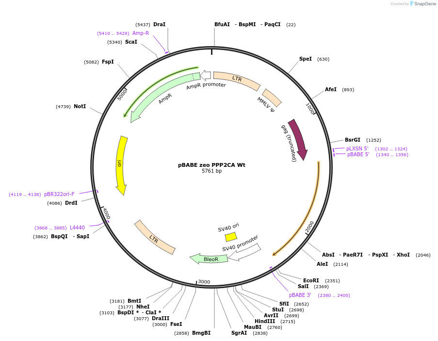 10689-plasmid-map-sequence-id-217581