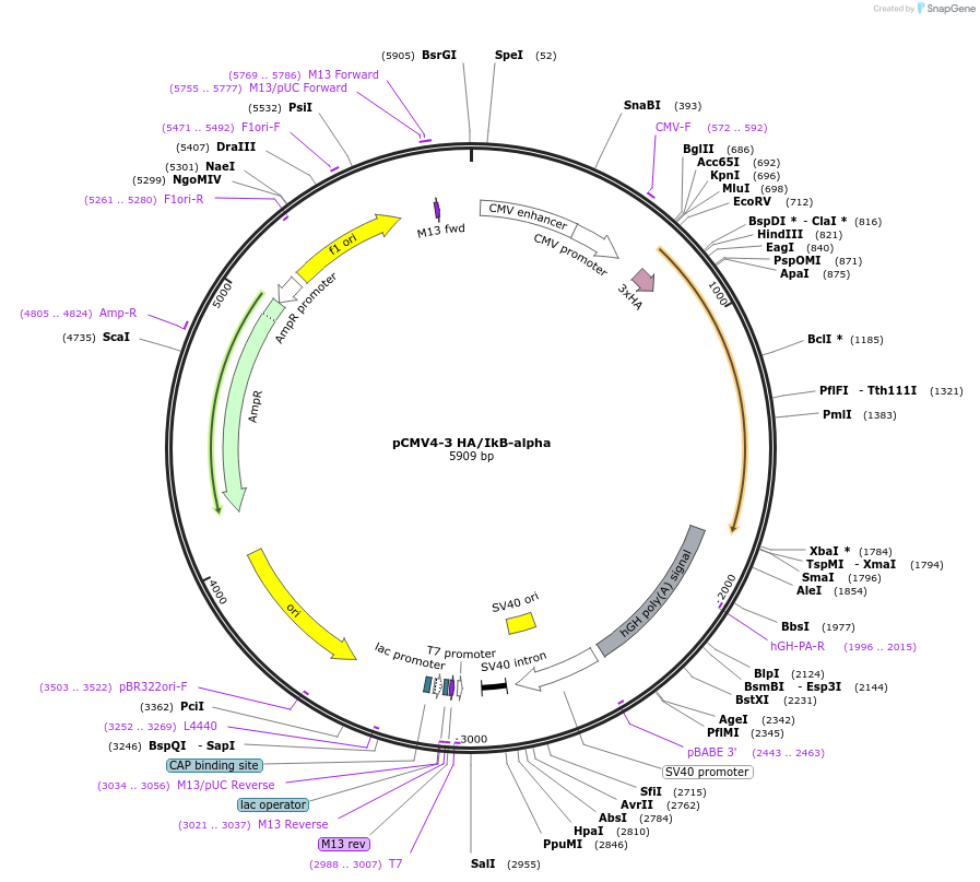 21985-plasmid-map-sequence-id-217589