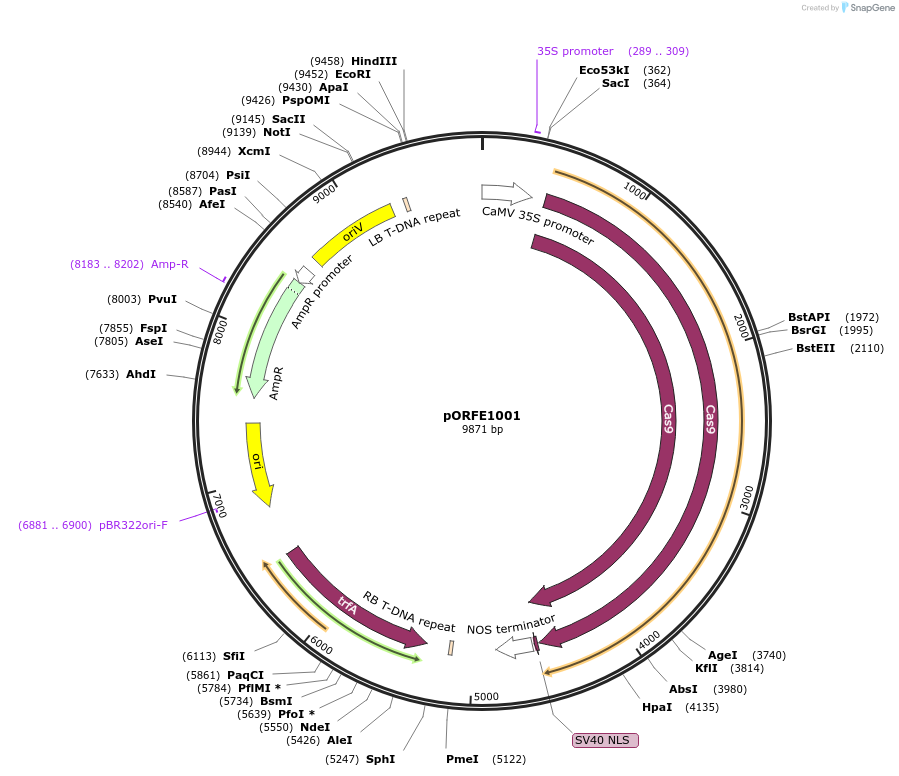 112079-plasmid-map-sequence-id-217610