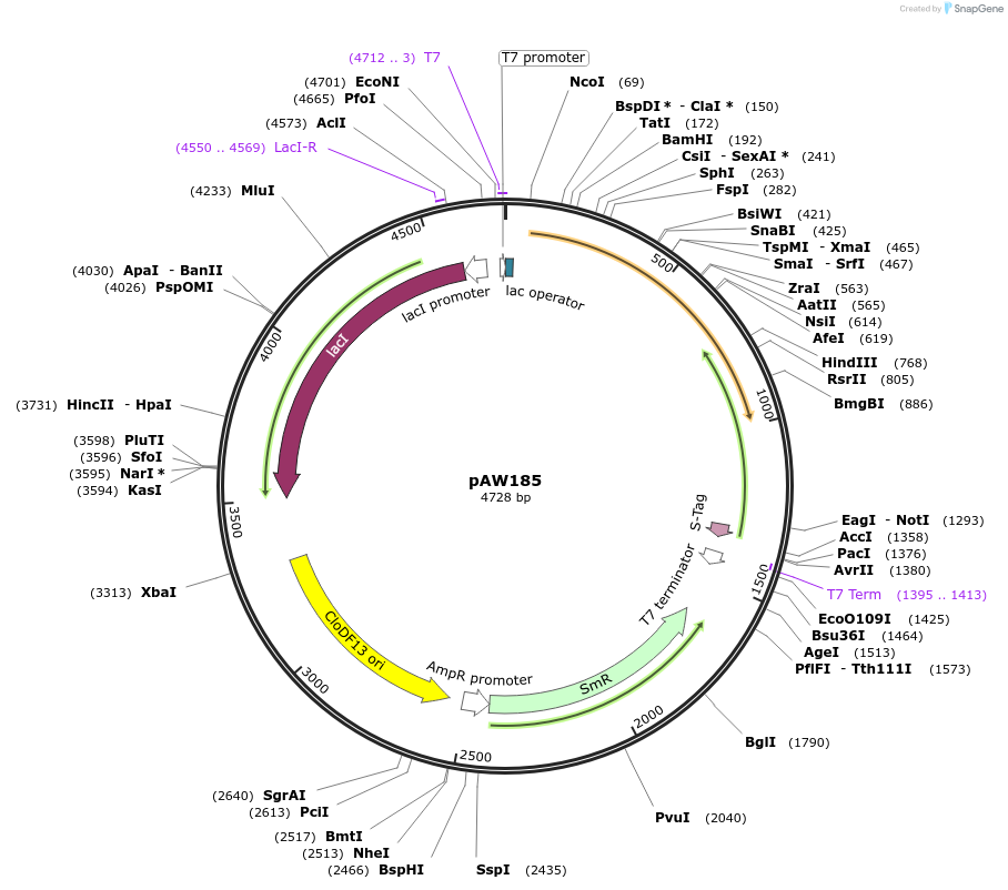 113179-plasmid-map-sequence-id-217611