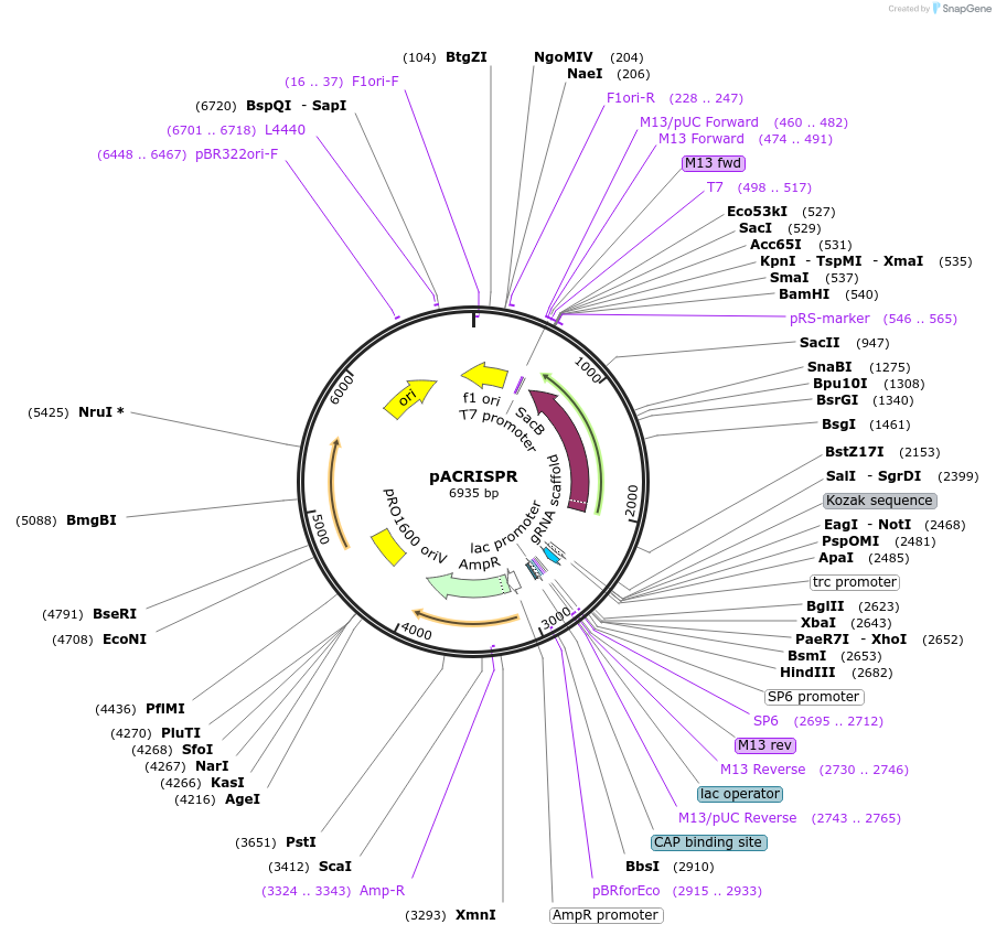 113348-plasmid-map-sequence-id-217612