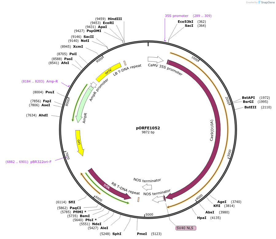 112078-plasmid-map-sequence-id-217613