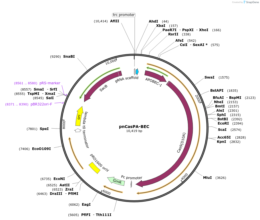 113349-plasmid-map-sequence-id-217614