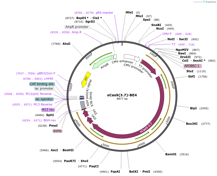108381-plasmid-map-sequence-id-217618