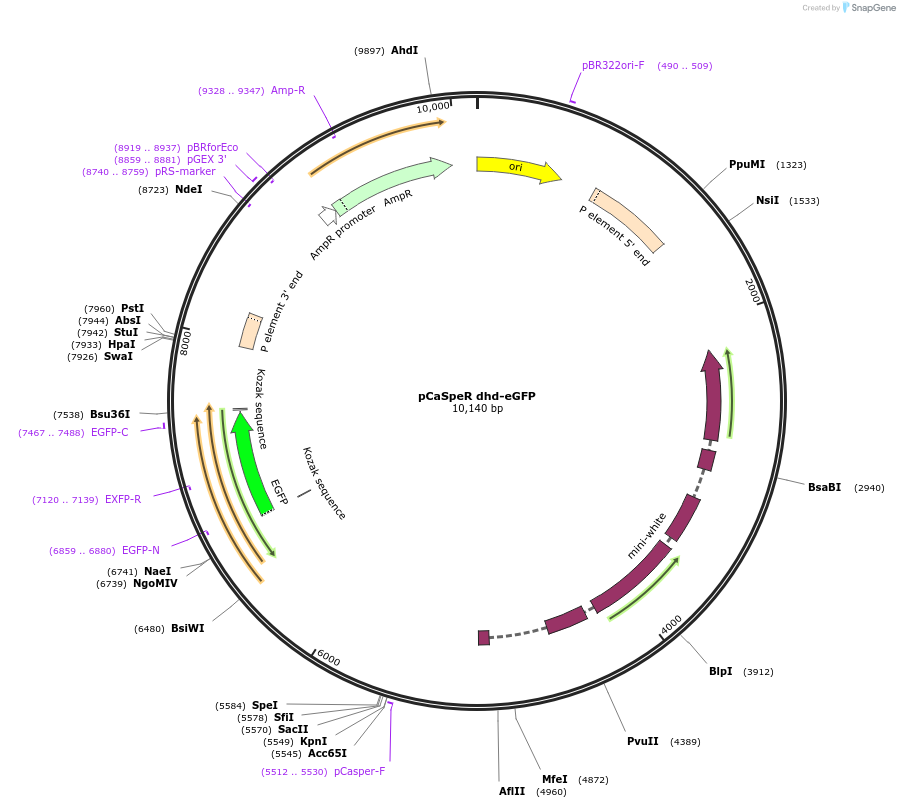 113003-plasmid-map-sequence-id-217622