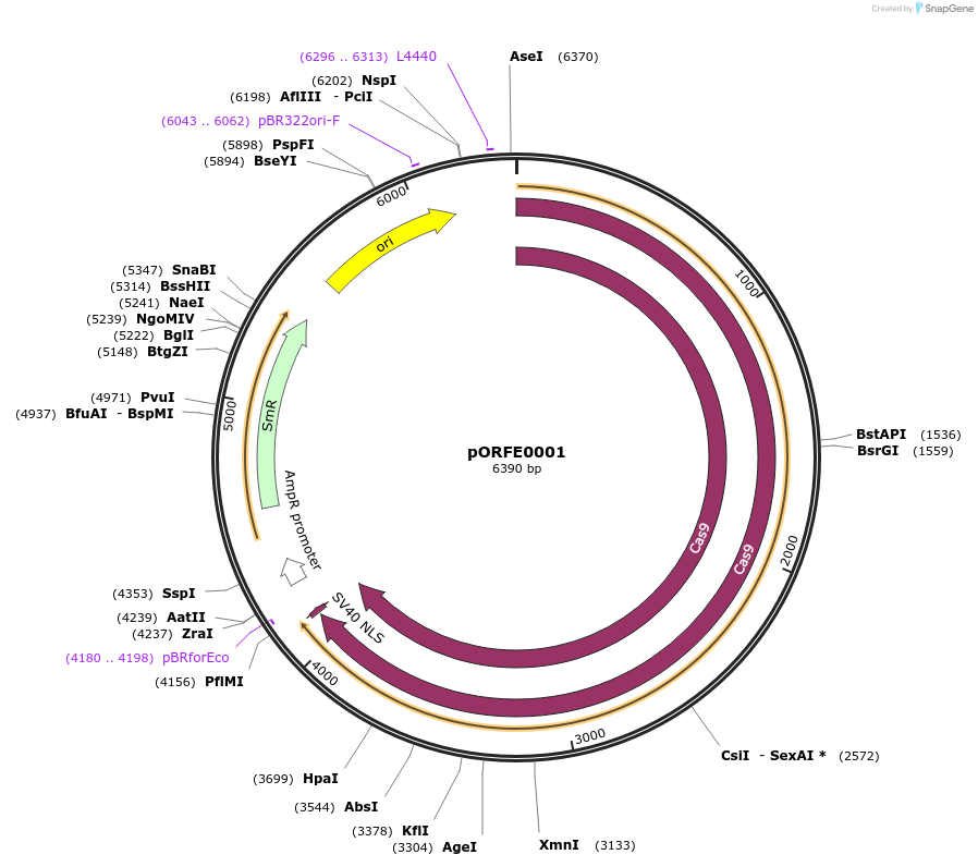 112070-plasmid-map-sequence-id-217624