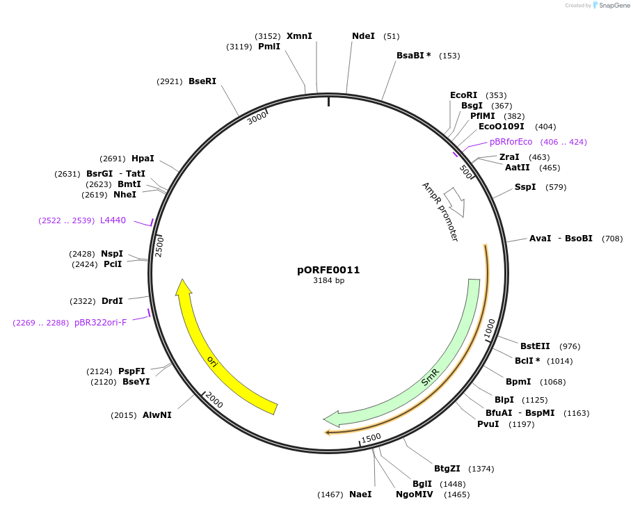 112075-plasmid-map-sequence-id-217625