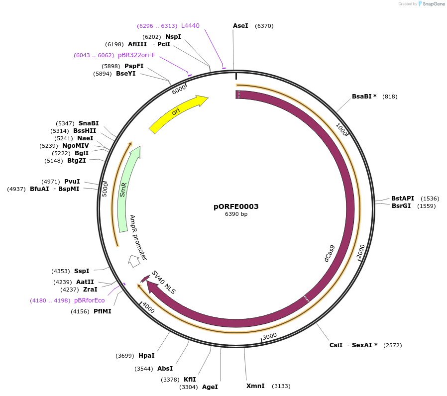 112072-plasmid-map-sequence-id-217628