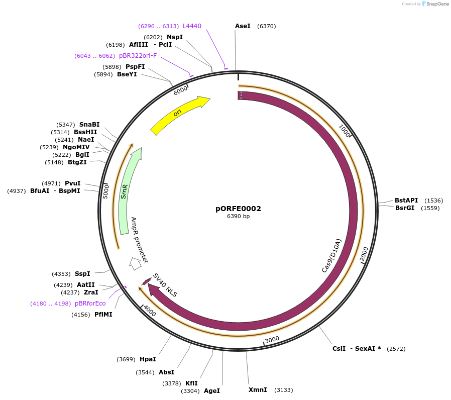 112071-plasmid-map-sequence-id-217629