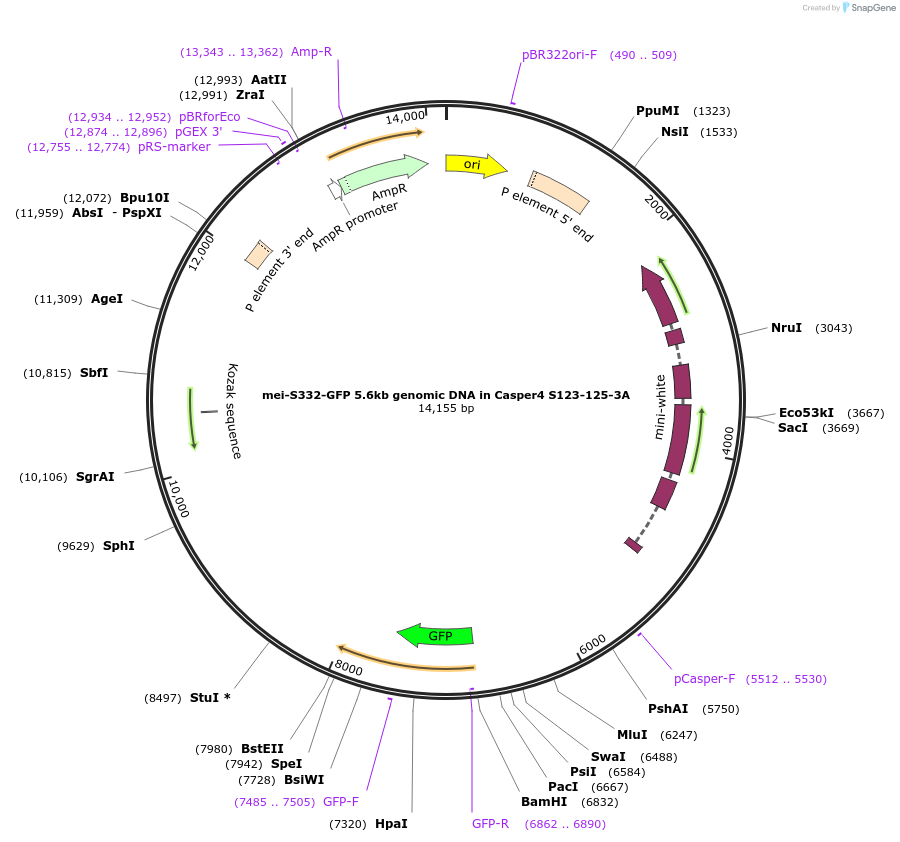 112987-plasmid-map-sequence-id-217633