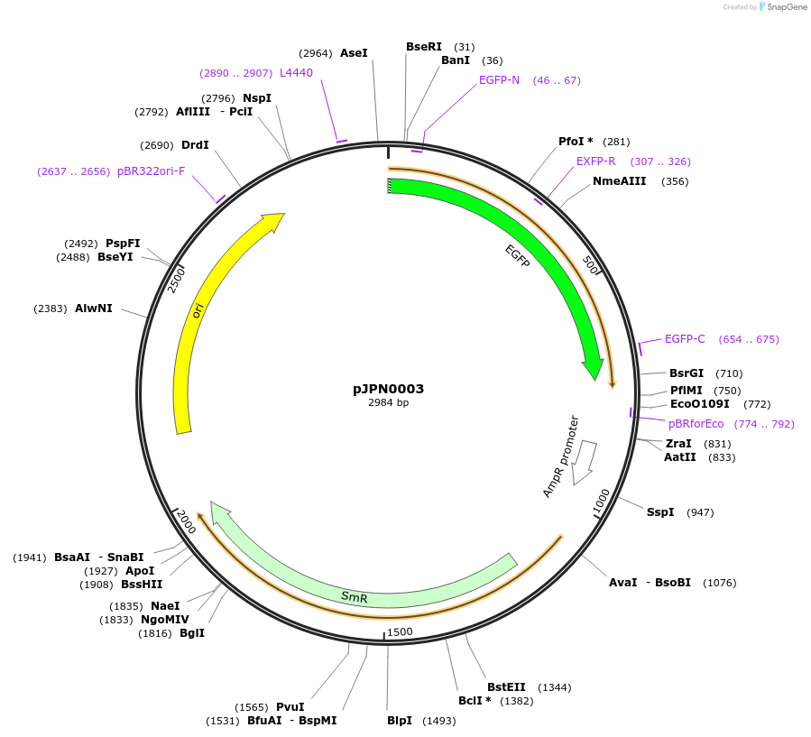 112080-plasmid-map-sequence-id-217645