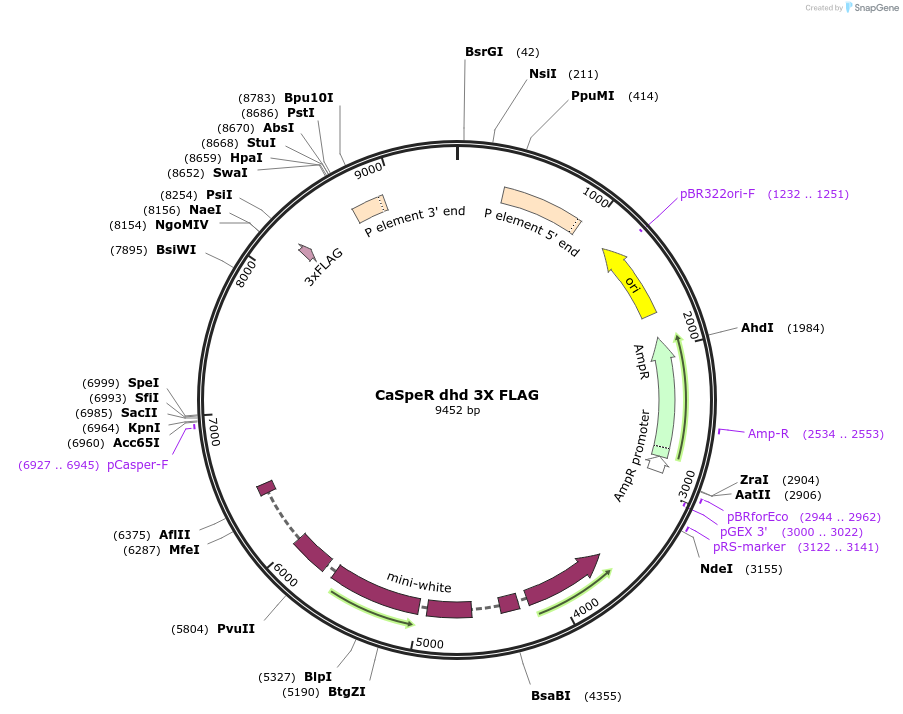 113002-plasmid-map-sequence-id-217654