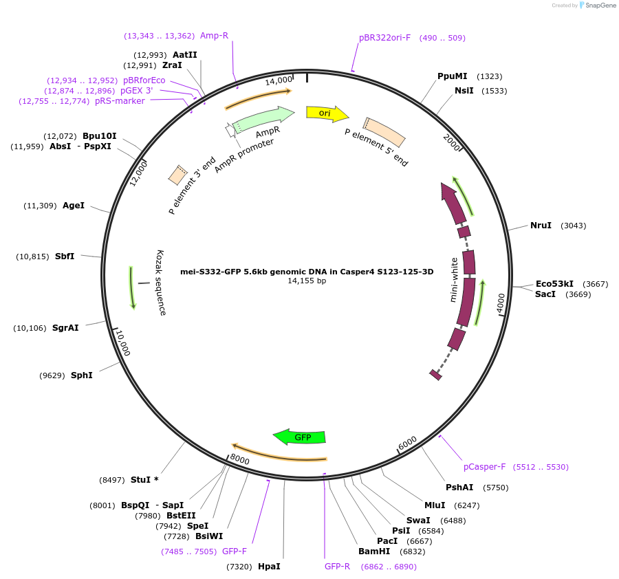 112985-plasmid-map-sequence-id-217655