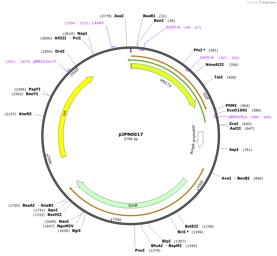 112082-plasmid-map-sequence-id-217656