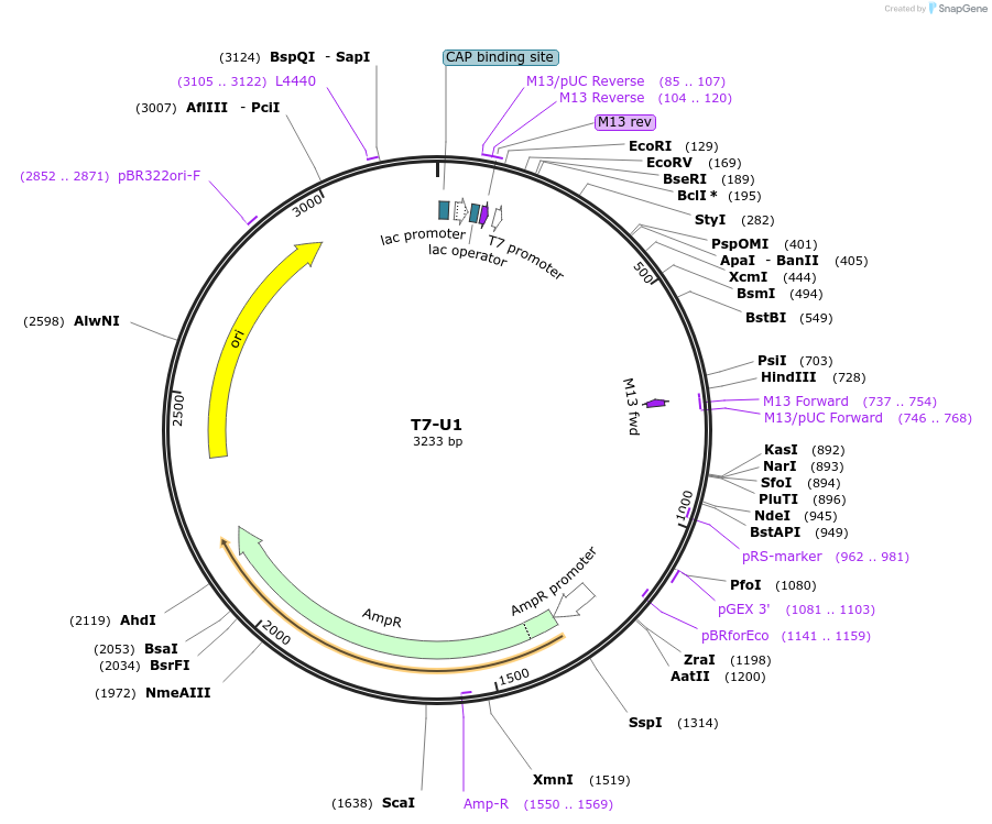 111334-plasmid-map-sequence-id-217659