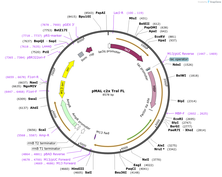 113012-plasmid-map-sequence-id-217666