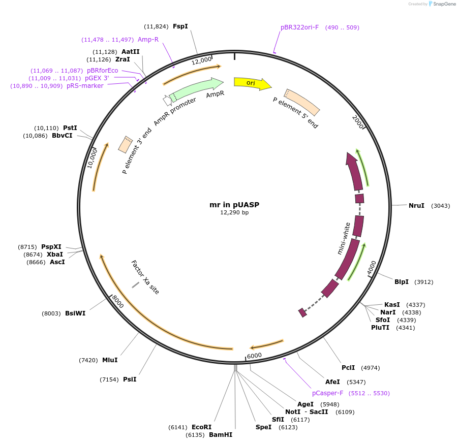 112981-plasmid-map-sequence-id-217674