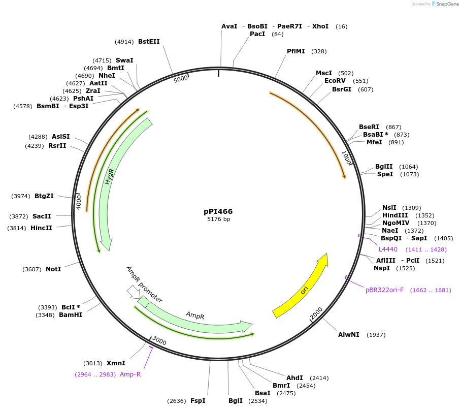 113209-plasmid-map-sequence-id-217682