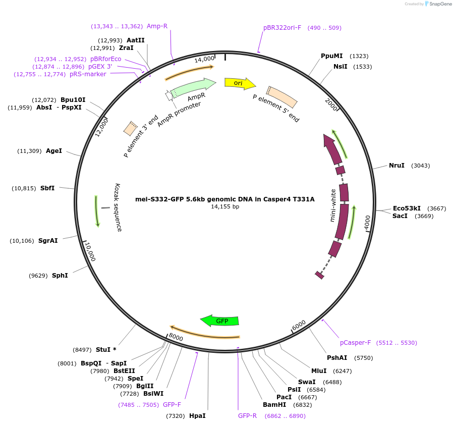 112988-plasmid-map-sequence-id-217715
