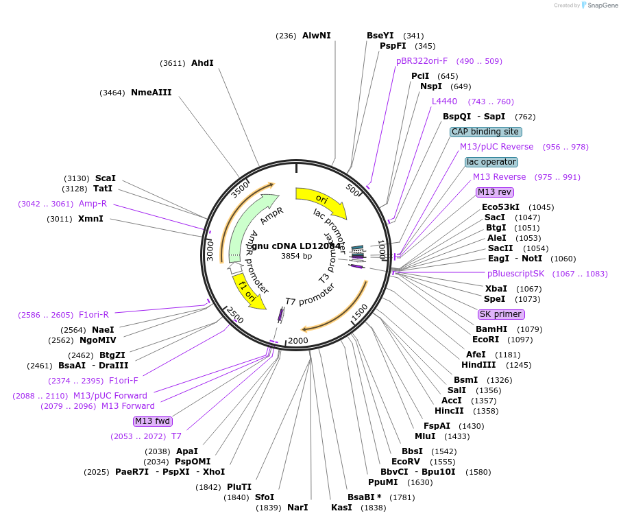 112973-plasmid-map-sequence-id-217716
