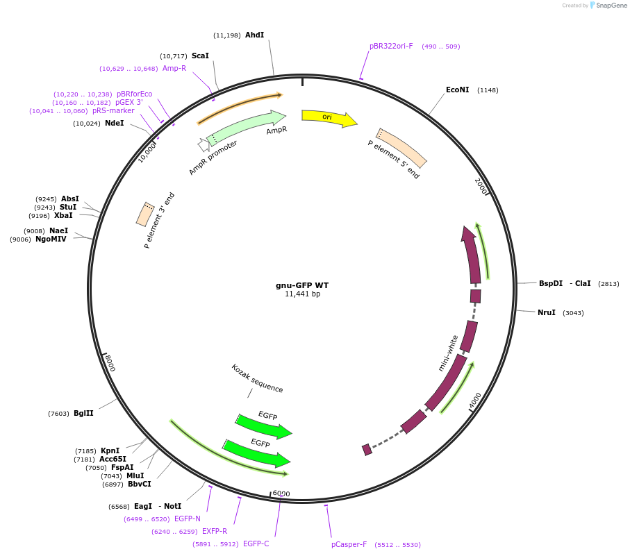 113005-plasmid-map-sequence-id-217720