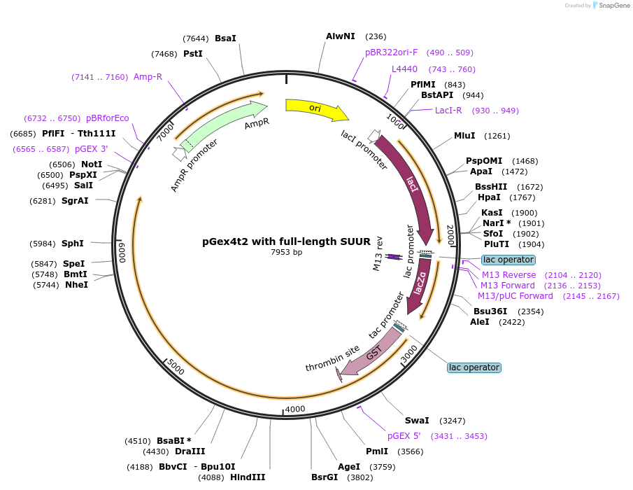 112990-plasmid-map-sequence-id-217723