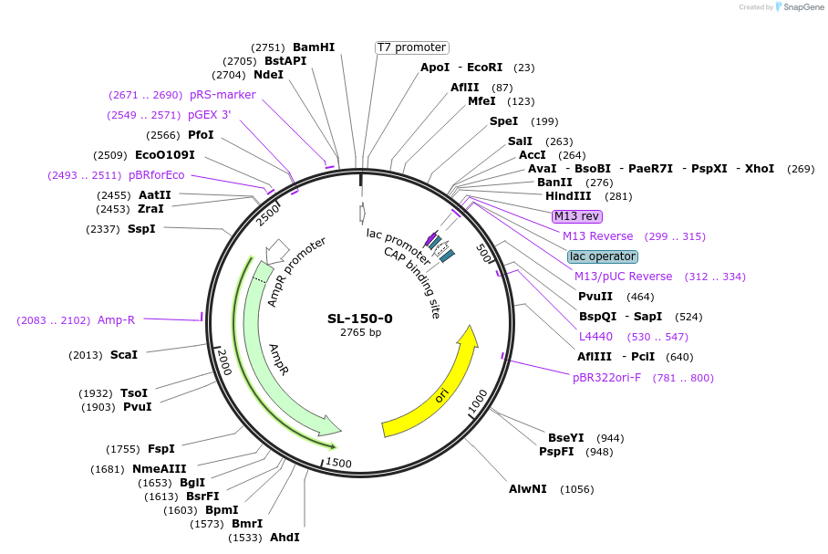 108677-plasmid-map-sequence-id-217725