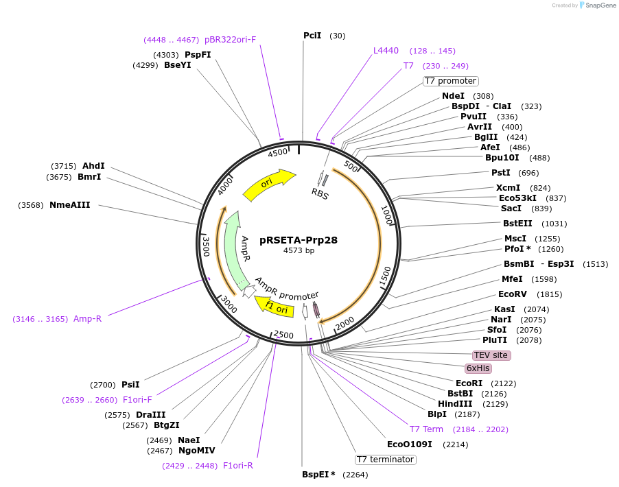 111285-plasmid-map-sequence-id-217737