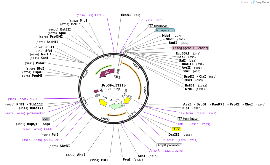 111286-plasmid-map-sequence-id-217743