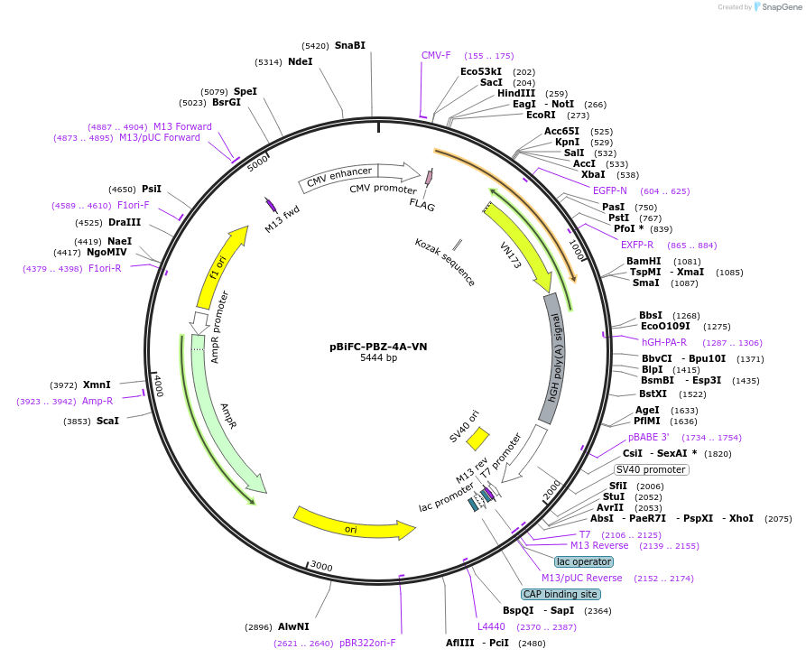 110647-plasmid-map-sequence-id-217748