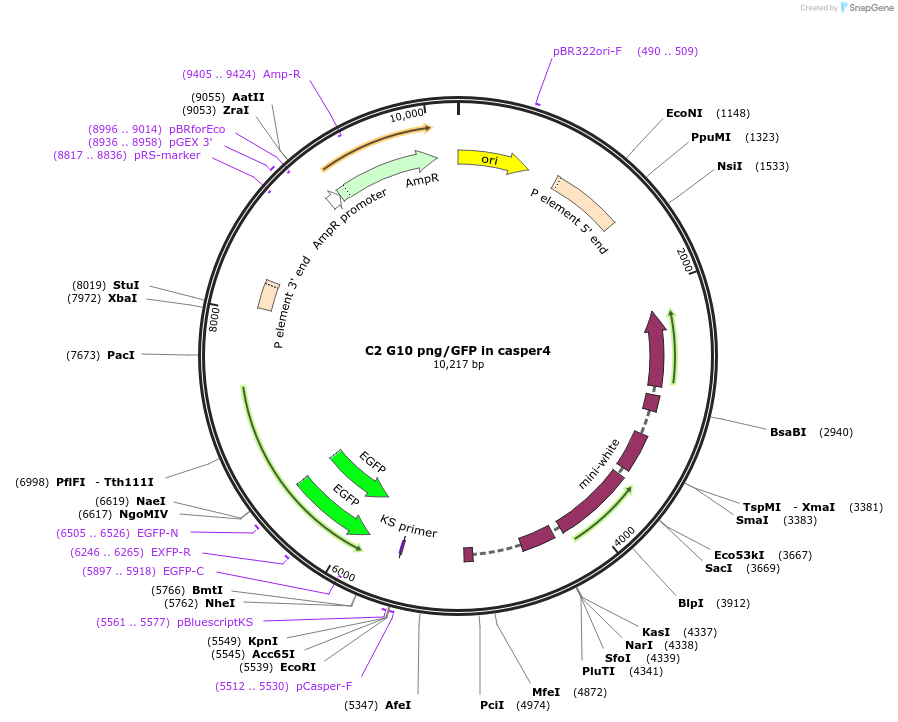 112970-plasmid-map-sequence-id-217750