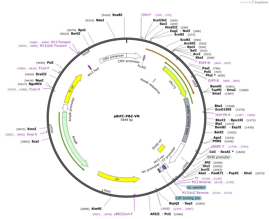 110646-plasmid-map-sequence-id-217753