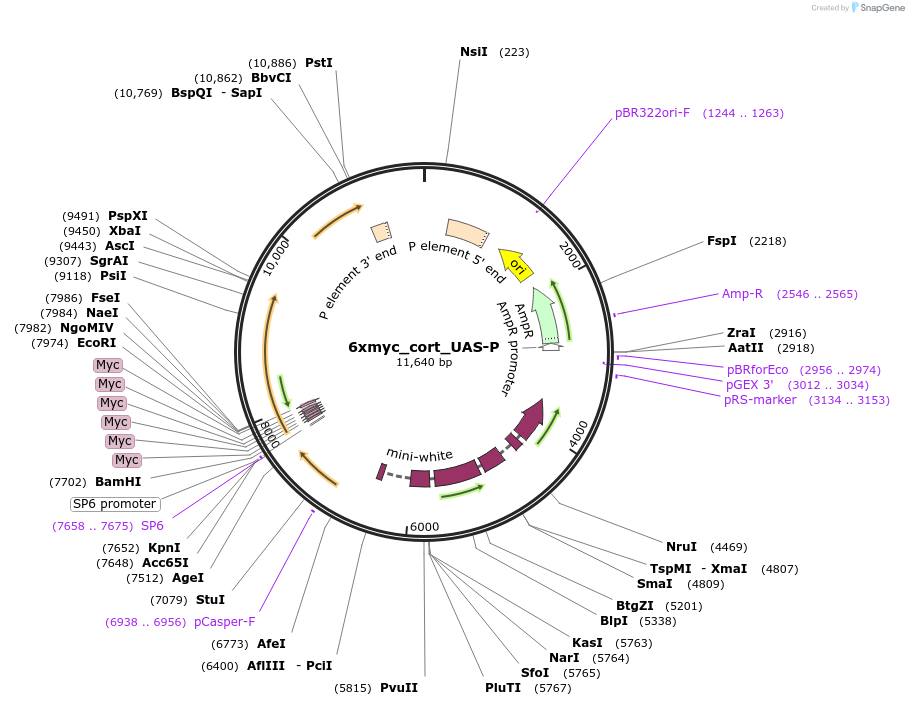 112991-plasmid-map-sequence-id-217757