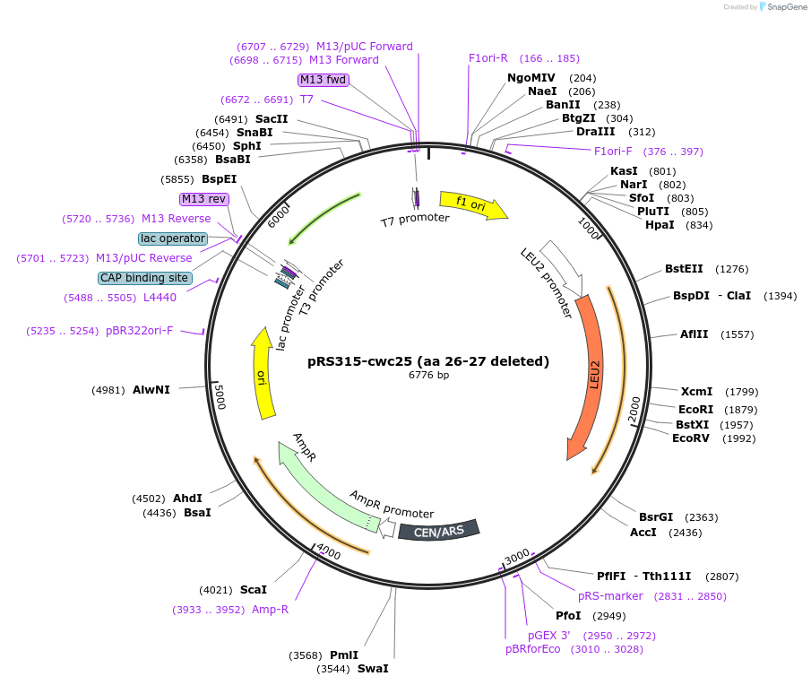 111344-plasmid-map-sequence-id-217759