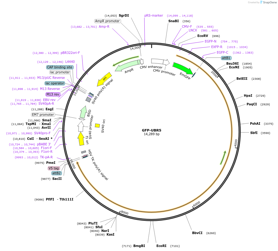 52050-plasmid-map-sequence-id-217760